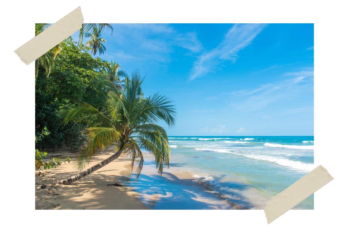 A picture of a beach in Costa Rica. There's a palm tree on the left side growing from the sand and leaning towards the water.
