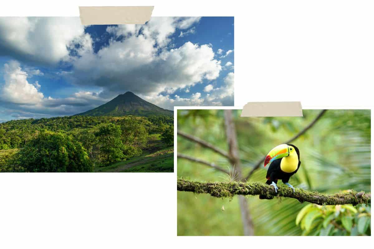 This is a collage of two pictures. The first one shows the Arenal Volcano in the distance with trees in the foreground. There are clouds in the sky hovering over the volcano. The second picture shows a toucan sitting on a branch with a blurred background of palm leaves.