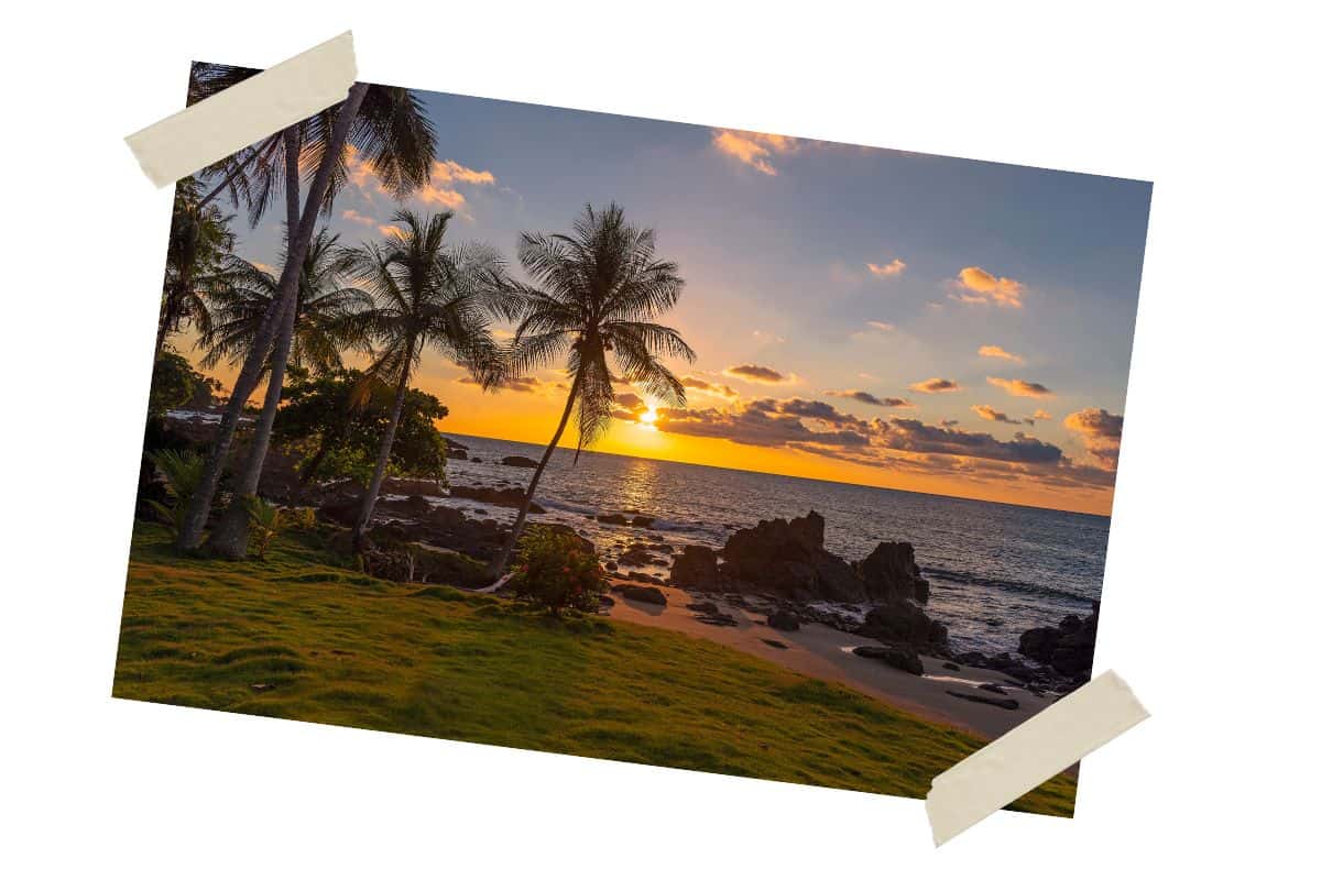 A beautiful picture of a group of palm trees along a beach in Costa Rica at sunset. The palm trees are on the left side with the water in the background.