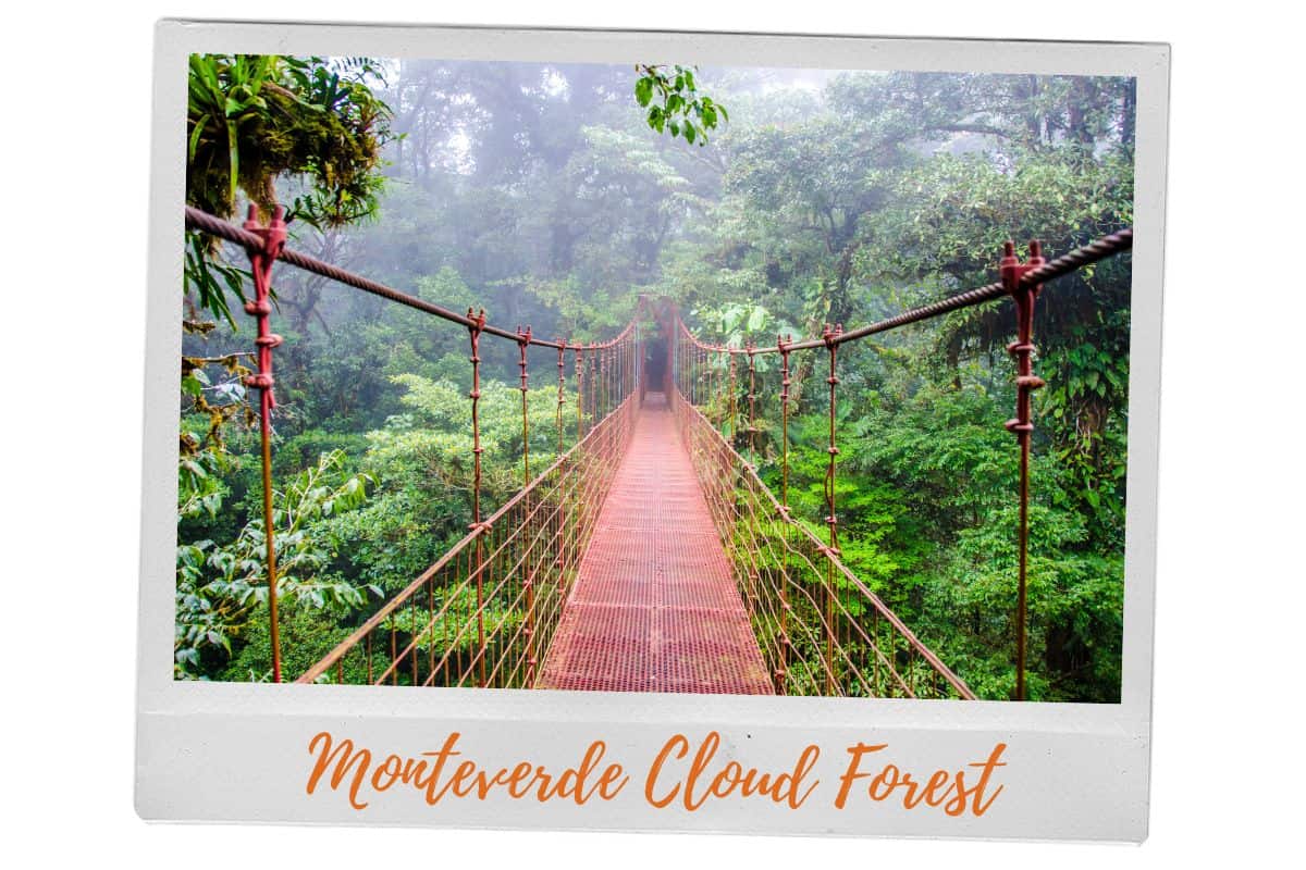 A hanging bridge surrounded by lush greenery and mist in the Monteverde Cloud Forest — one of the top things to do in Monteverde Costa Rica for nature lovers and adventure seekers.