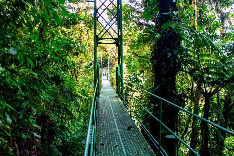 A popular thing to do in Monteverde, Costa Rica is to explore the forest canopy on a trail made up of hanging bridges surrounded by foliage such is what is shown here.