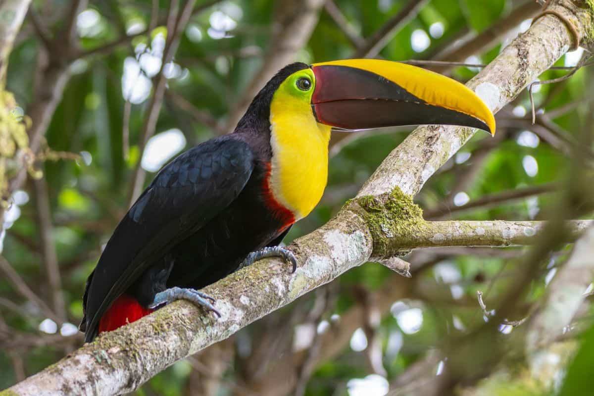 Colorful toucan with vibrant yellow throat and large beak perched on tropical rainforest branch, representing iconic Costa Rica wildlife viewing opportunities that help determine the best time to visit Costa Rica for nature enthusiasts.