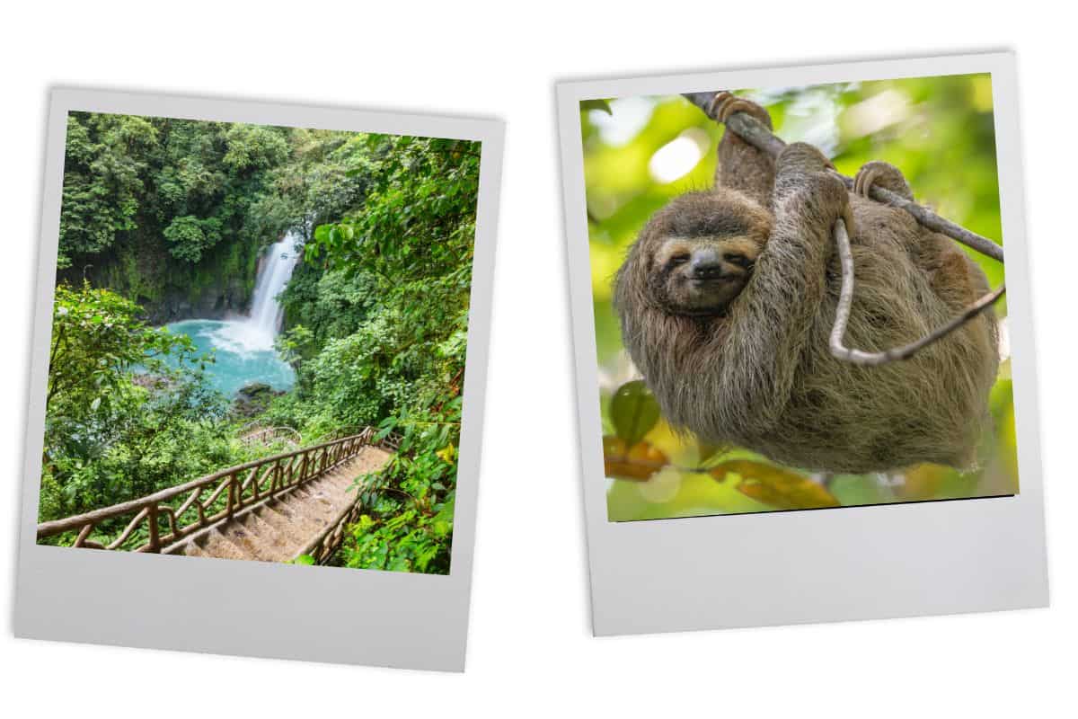 Left: Turquoise waterfall surrounded by lush rainforest vegetation with wooden viewing platform Right: Three-toed sloth hanging from tree branch in canopy