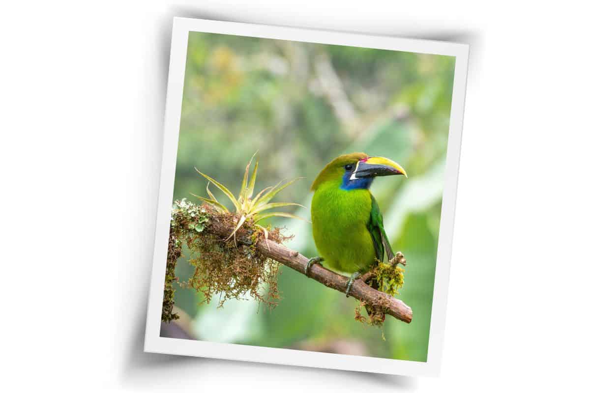 Emerald toucanet perched on mossy branch in cloud forest