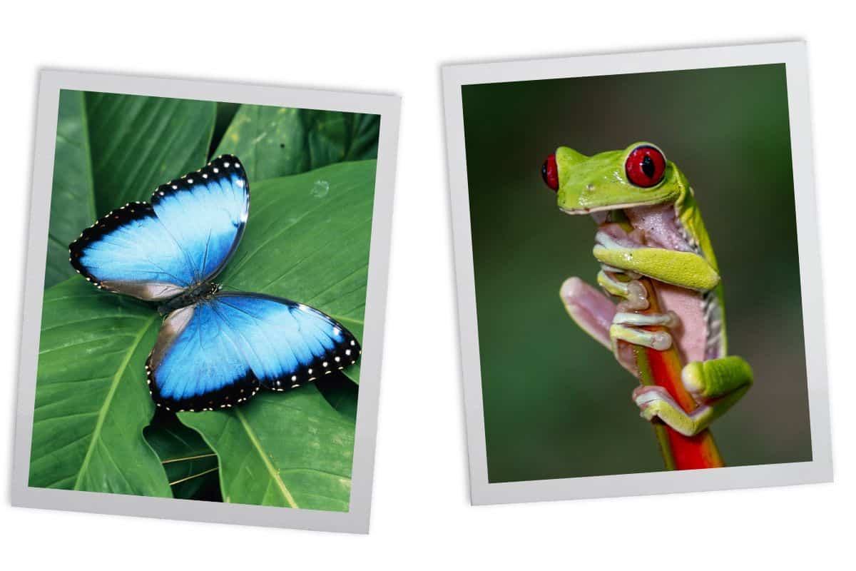 Left: Blue morpho butterfly resting on large green leaf in rainforest Right: Red-eyed tree frog clinging to red stem