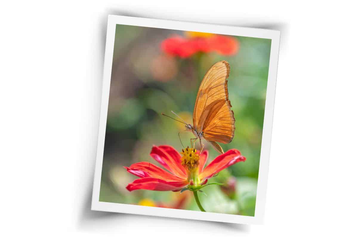 Orange butterfly perched on red flower with soft blurred background, photographed during Costa Rica's dry season.