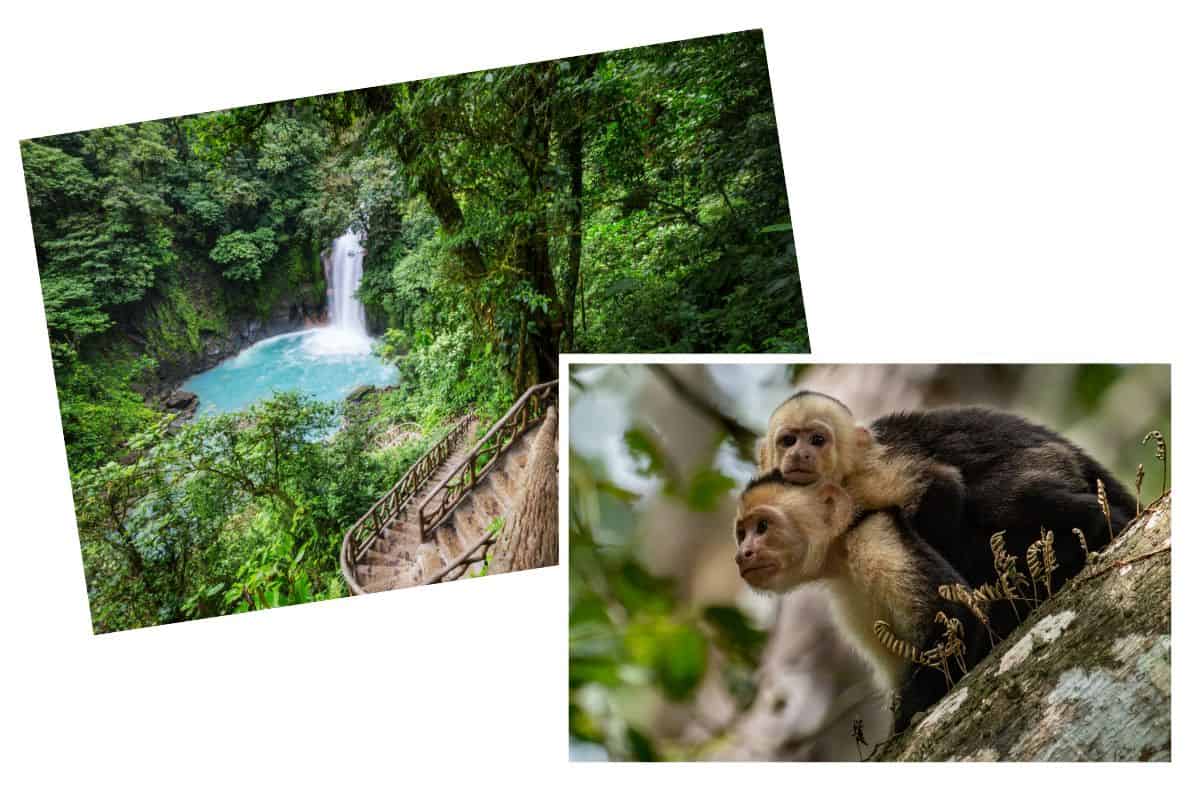 Waterfall with turquoise pool accessed by wooden stairs through rainforest, and two capuchin monkeys on a tree branch in Costa Rica.