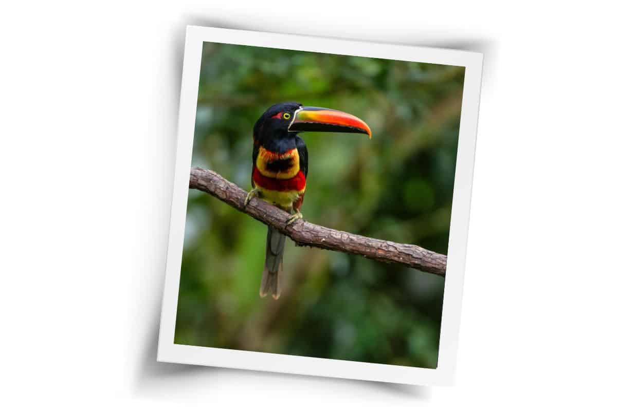 Colorful toucan with orange and yellow beak perched on branch in the Costa Rican rainforest.