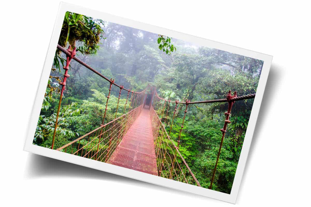 Red suspension bridge stretching through misty cloud forest with lush green vegetation in Costa Rica.