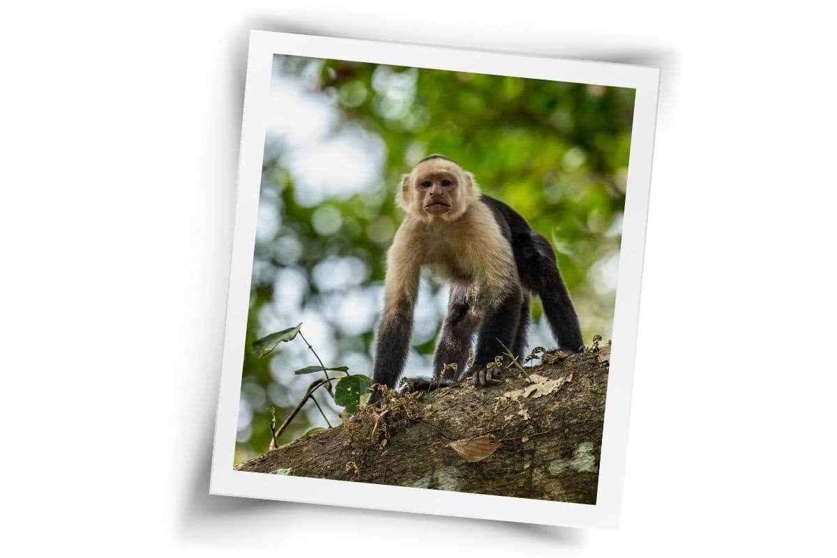 White-faced capuchin monkey perched on mossy tree branch in Costa Rican rainforest with blurred green background.