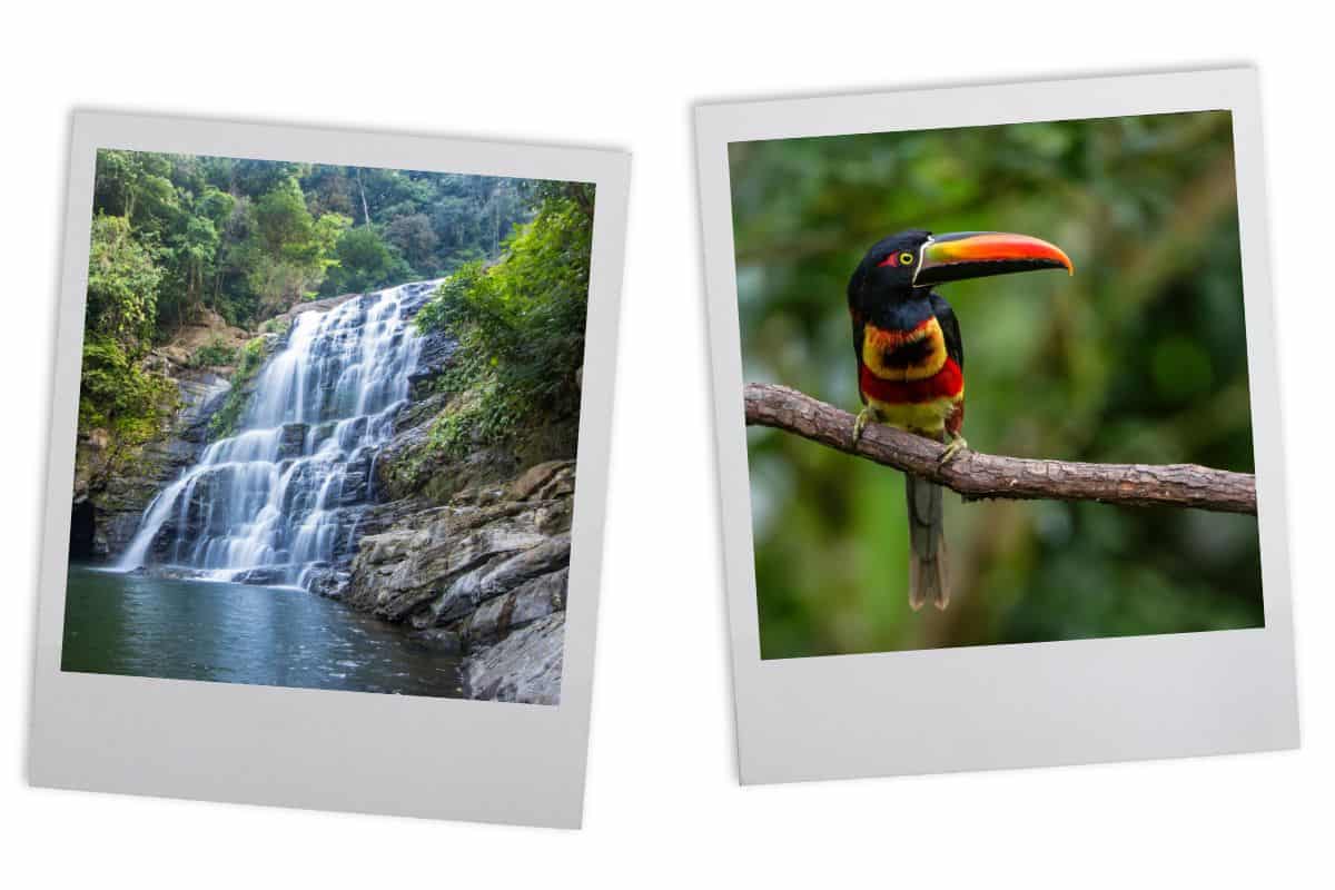 Tiered waterfall cascading into pool surrounded by rainforest, and colorful toucan with orange beak perched on branch during Costa Rica's rainy season