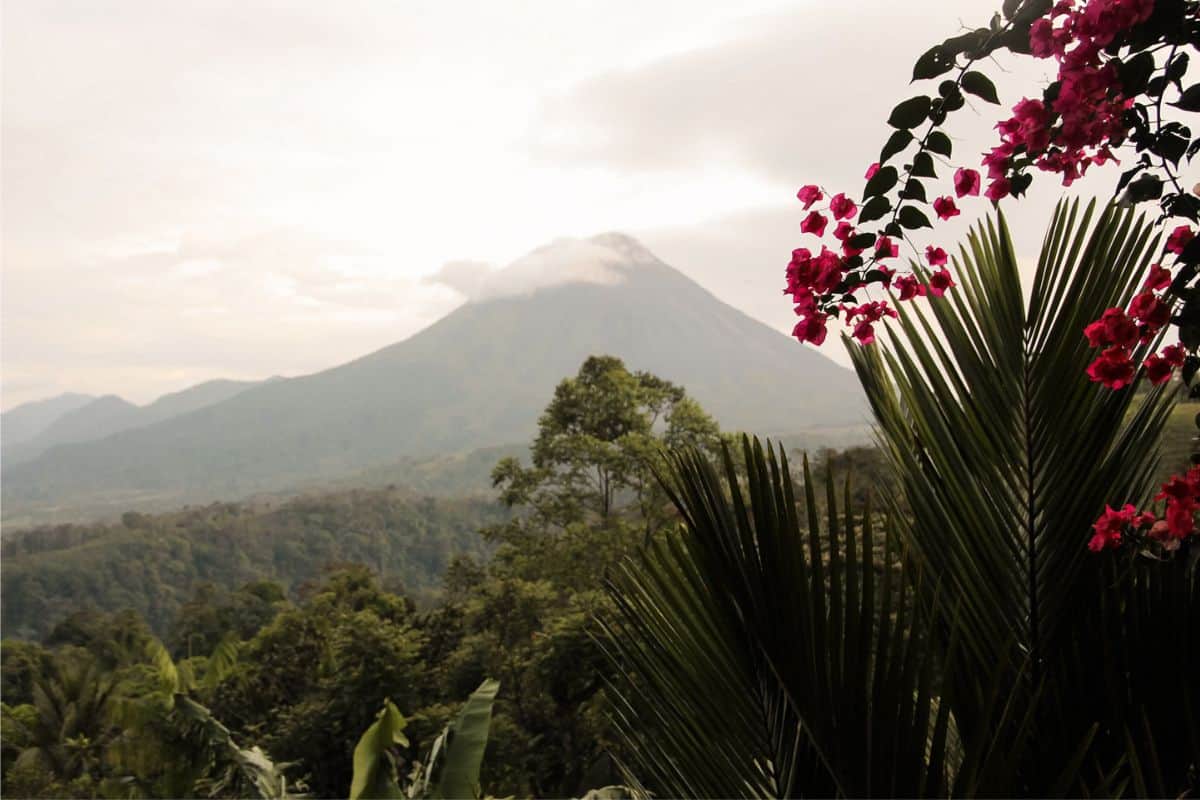 Lush rainforest landscape with Arenal Volcano rising in the background, framed by tropical palm leaves and bright pink flowers in Costa Rica.