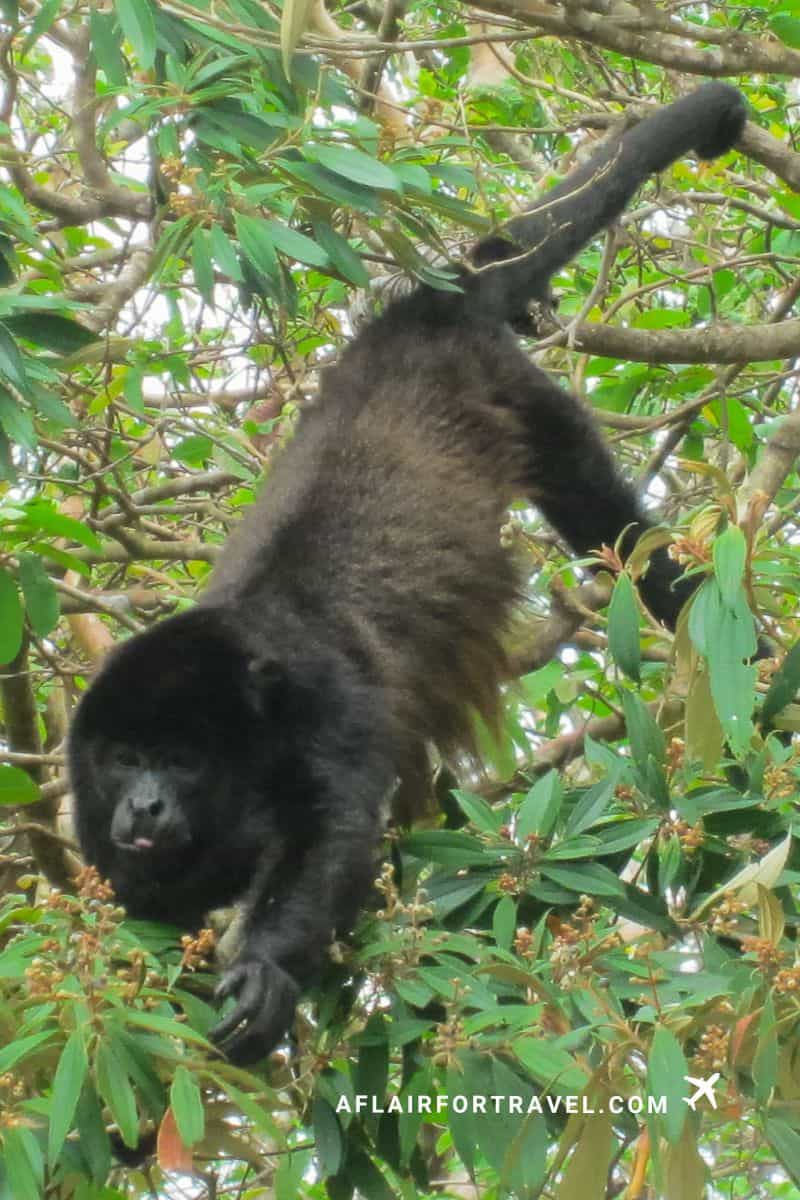 Black howler monkey hanging from branches in the rainforest near Arenal Volcano, Costa Rica