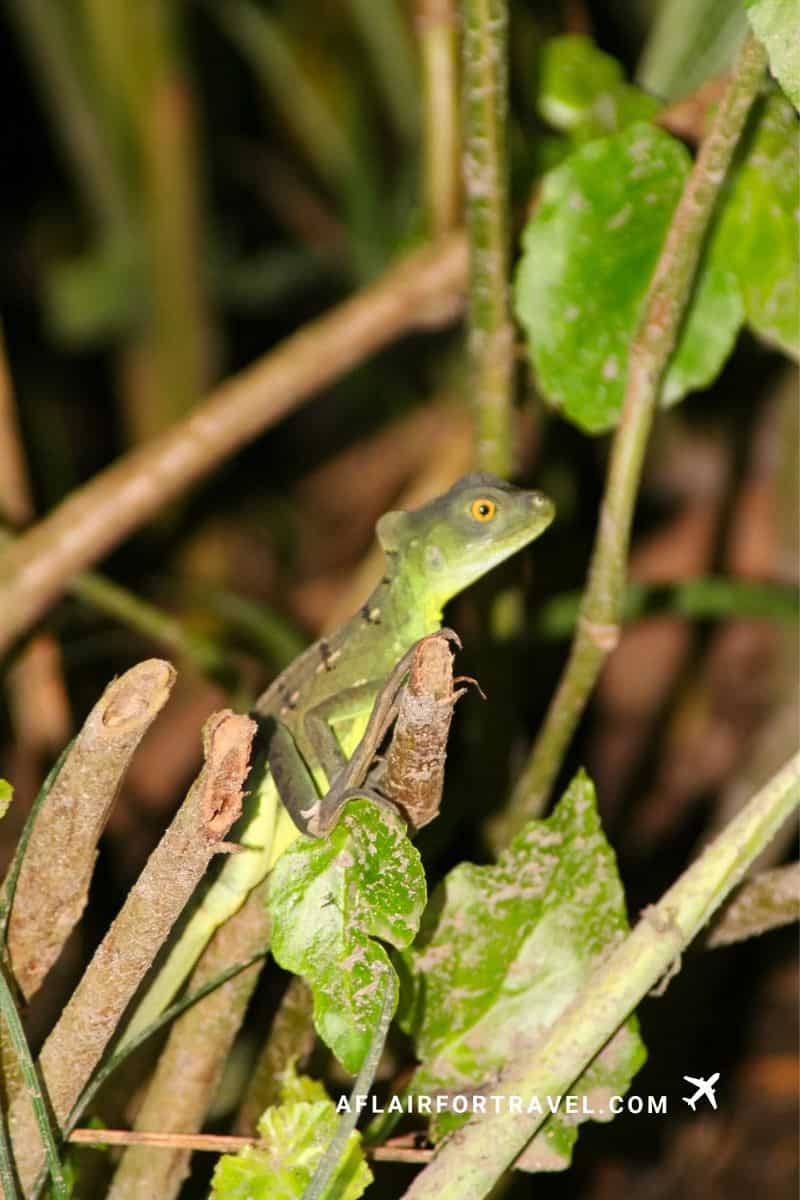Green lizard perched on a branch in the tropical rainforest near Arenal Volcano, Costa Rica.