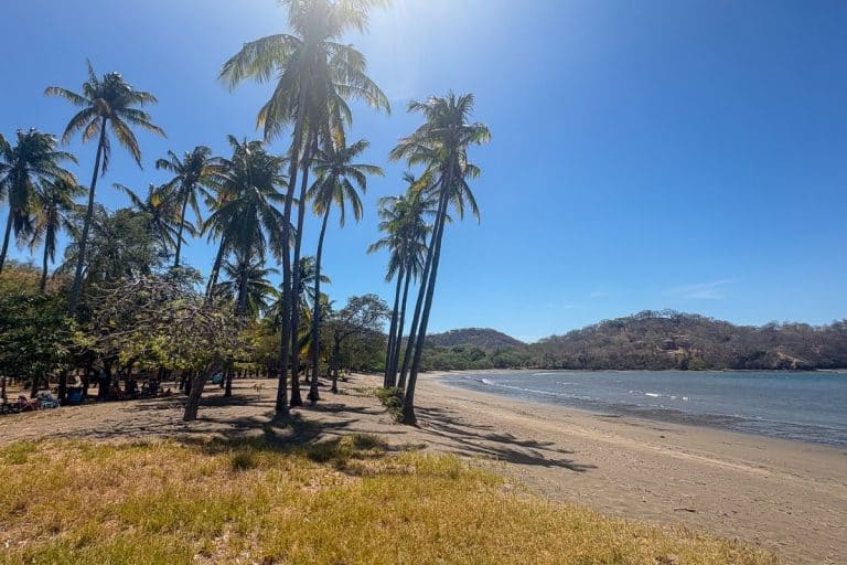 Palm trees lining a quiet sandy beach in Costa Rica with calm ocean water and hills in the background