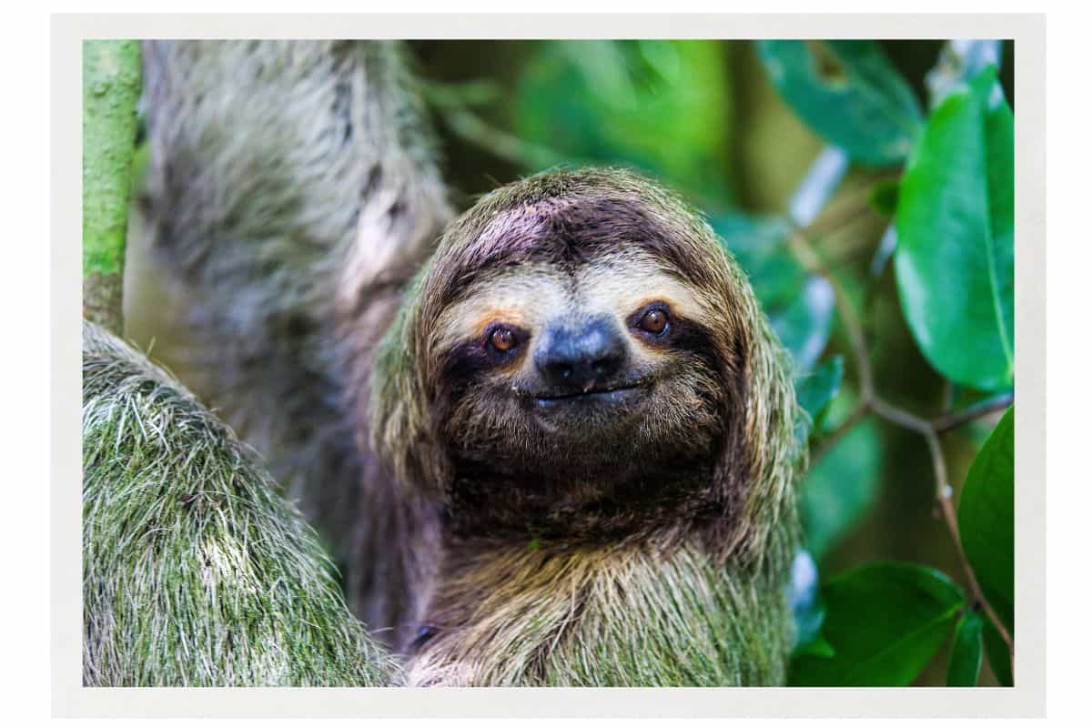 Close-up of a smiling three-toed sloth resting in the rainforest near Manuel Antonio National Park, a bucket list item to see on any Costa Rica family itinerary