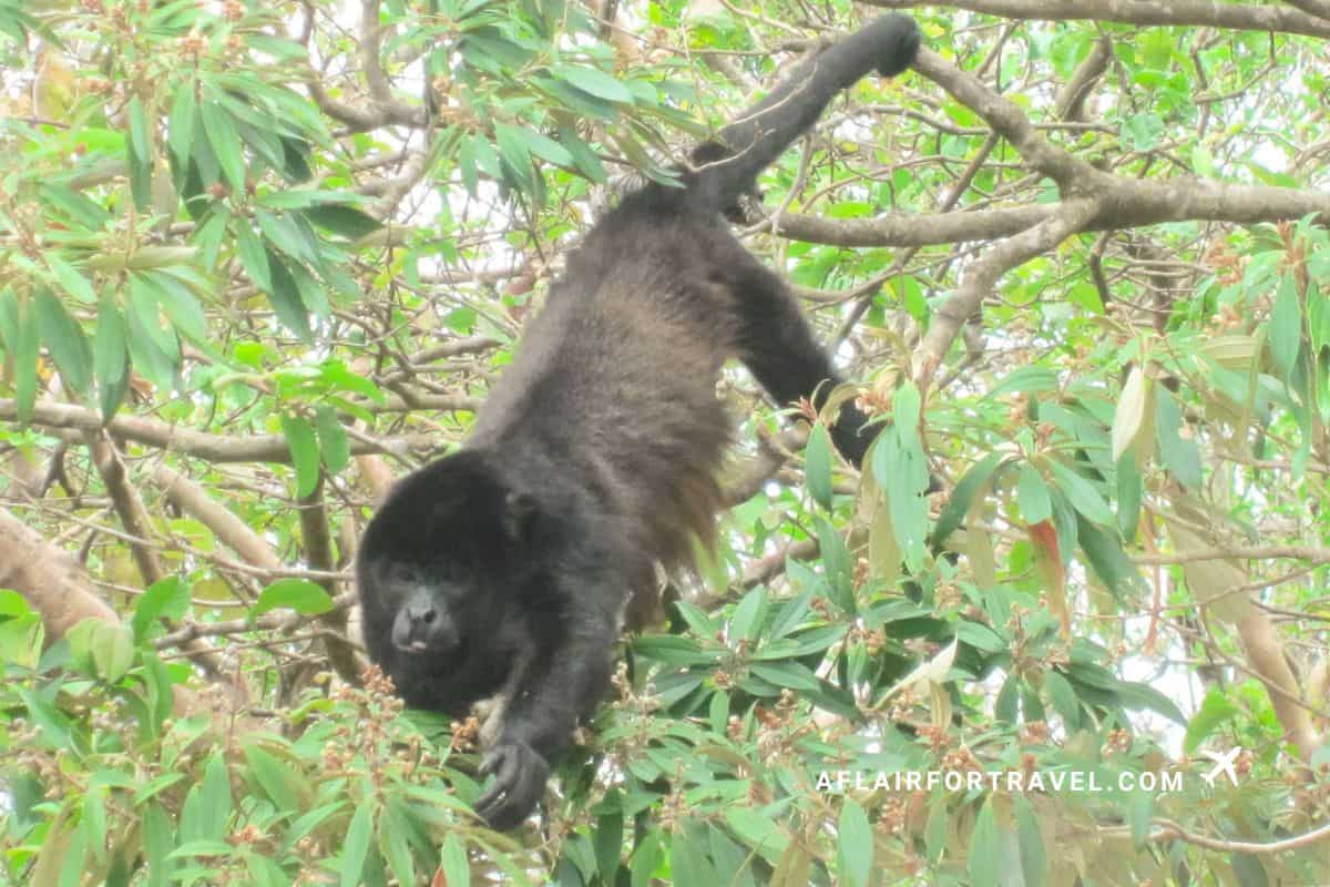 A howler monkey hangs from a branch high in the treetops during a Costa Rica rainforest excursion