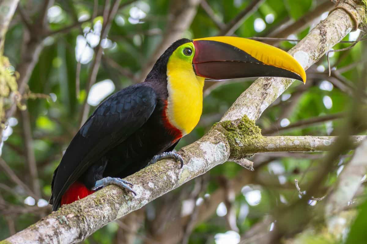 A colorful keel-billed toucan perches on a mossy branch in the Costa Rican rainforest