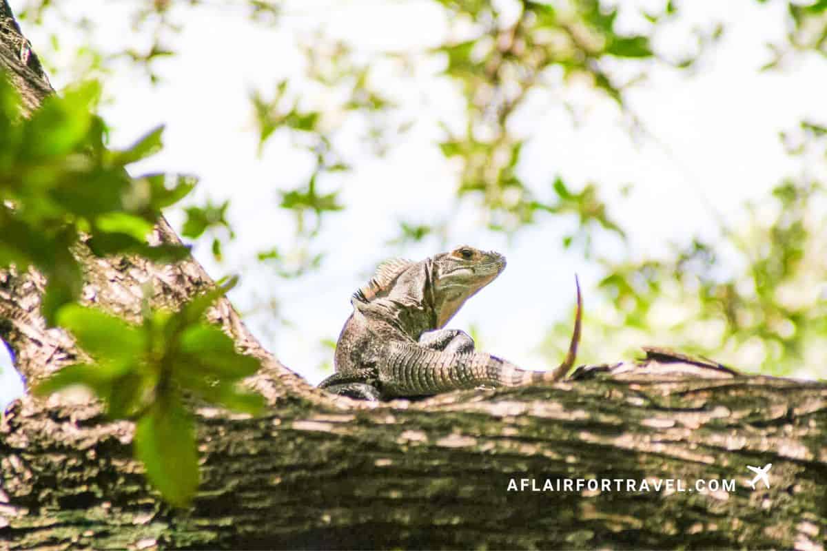 An iguana suns itself on a tree branch in the Costa Rican jungle