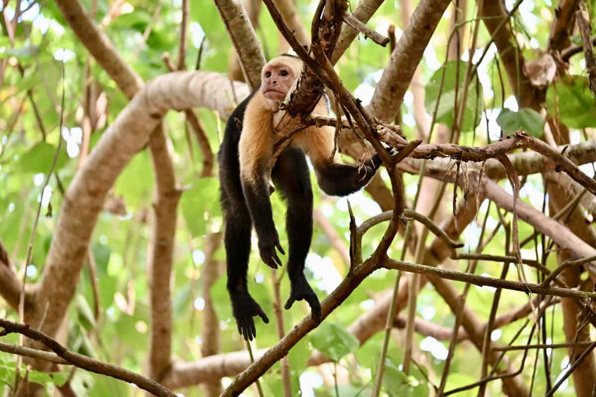 A white-faced capuchin monkey draping itself lazily across a tangle of branches in the Costa Rican forest canopy