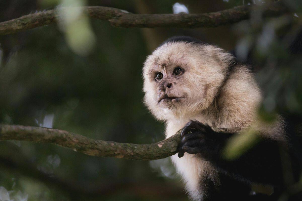 Close-up of a white-faced capuchin monkey gripping a branch and staring directly into the camera in a Costa Rican forest