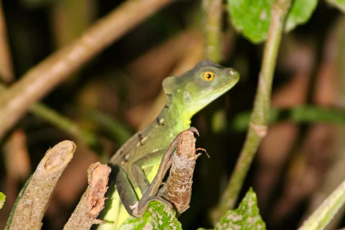 A small green basilisk lizard with a distinctive orange eye perched on a branch during a night tour in Costa Rica