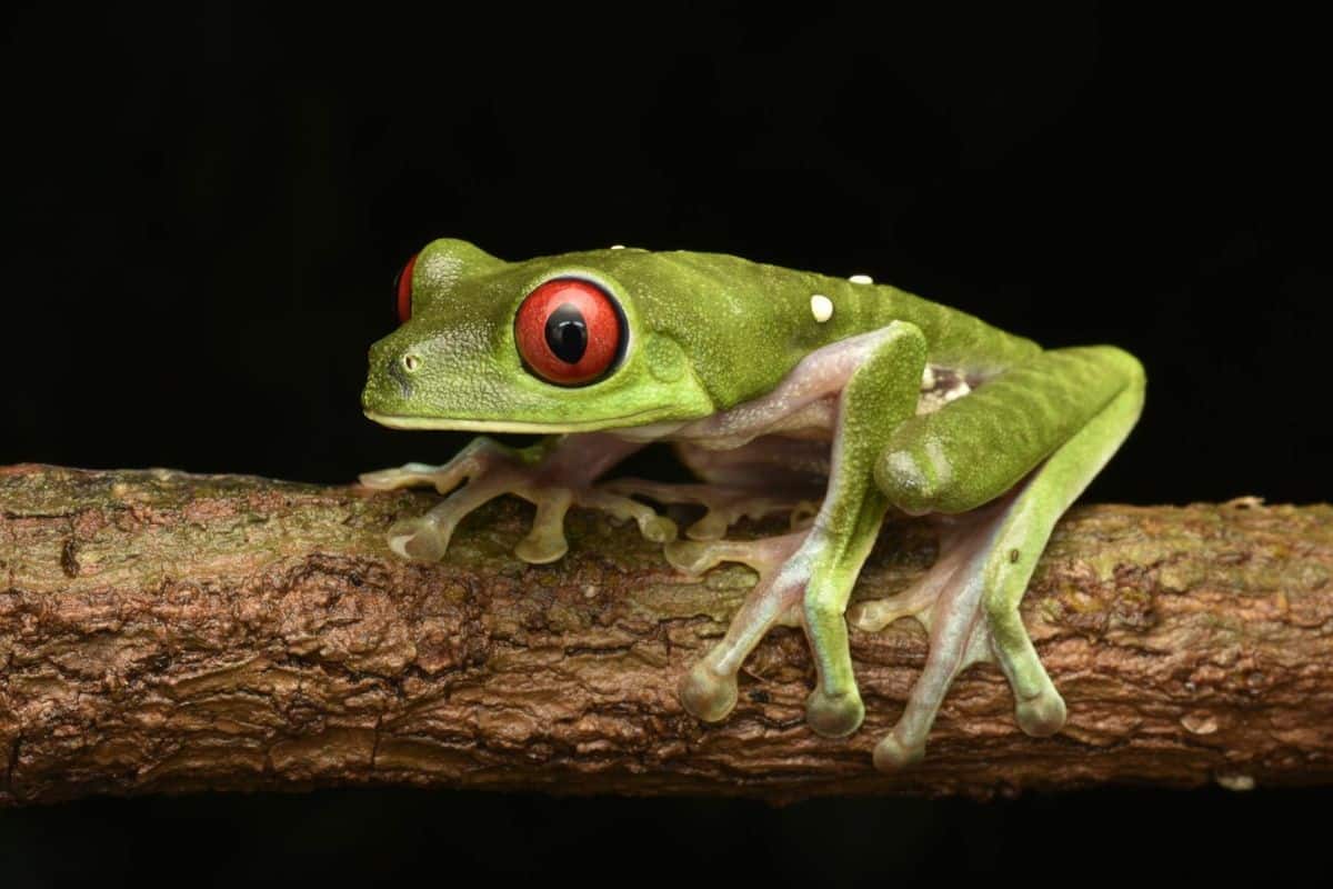 A vibrant red-eyed tree frog clinging to a branch against a dark background in the Costa Rican cloud forest