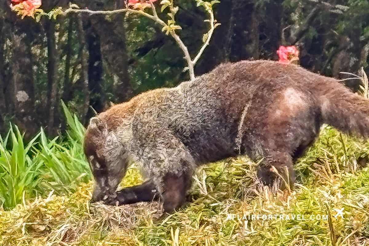 A white-nosed coati foraging through grass and dried foliage near the edge of a misty forest in Costa Rica