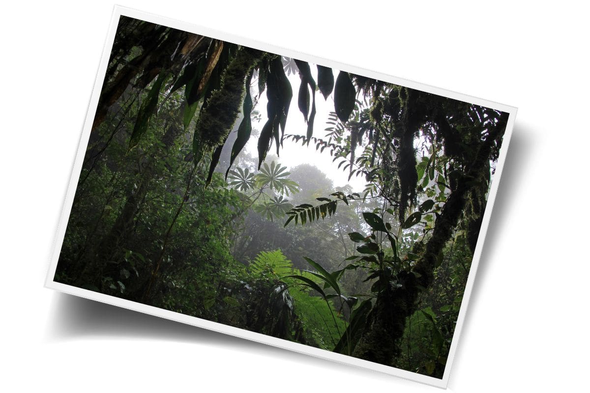 Looking up through the dense layered canopy of a misty Costa Rican cloud forest with ferns, vines, and towering trees