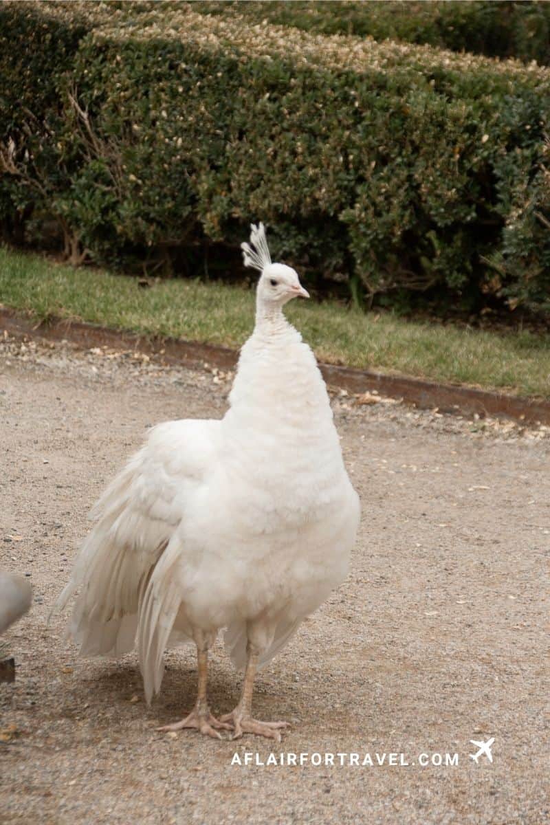 What to See in Mala Strana: rare white peacock walking through the gardens of Wallenstein Garden in Prague.