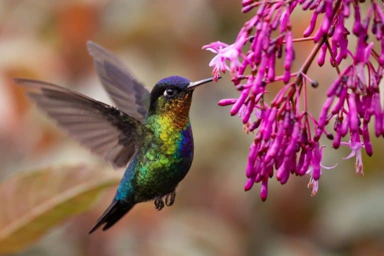 Fiery-throated hummingbird feeding on pink flowers in the wild, a highlight among things to do in Monteverde, Costa Rica