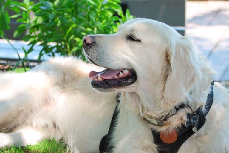 Golden retriever resting in the shade, close-up portrait