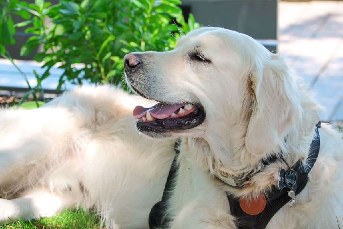 Golden retriever resting in the shade, close-up portrait