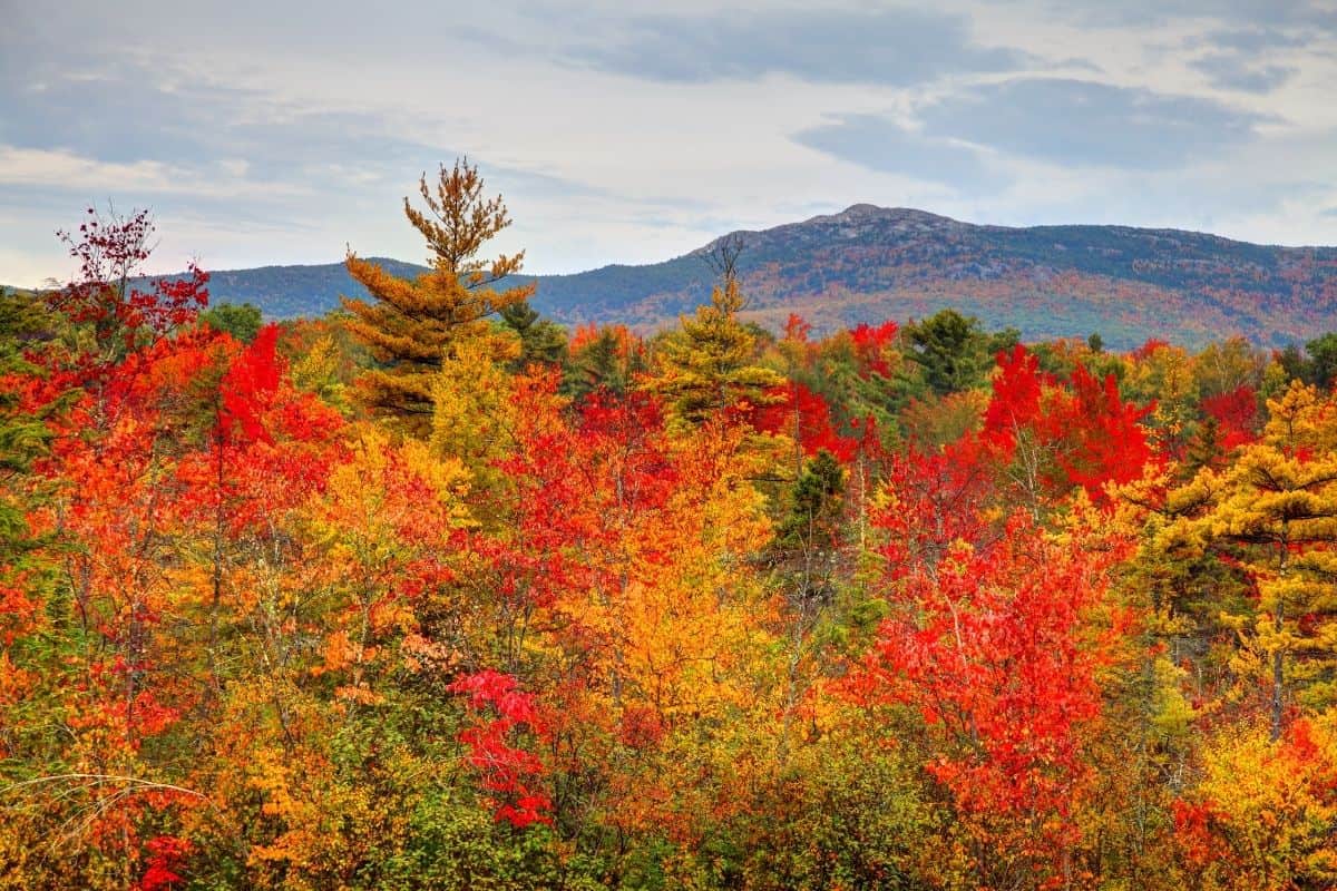 Red and gold foliage with Mount Monadnock rising in the background, New Hampshire in the fall