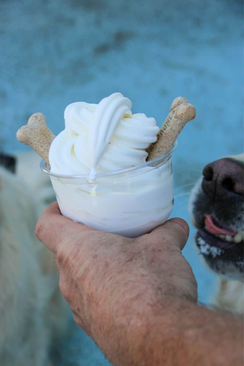 Pup cup with dog biscuits at a dog-friendly Newburyport MA ice cream stand