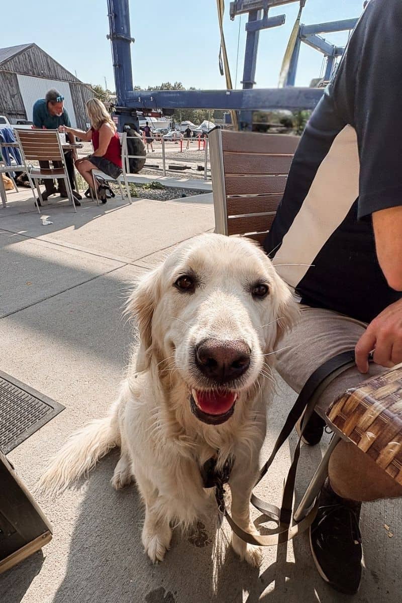 Golden retriever smiling at an outdoor waterfront restaurant table, a dog-friendly Newburyport MA spot