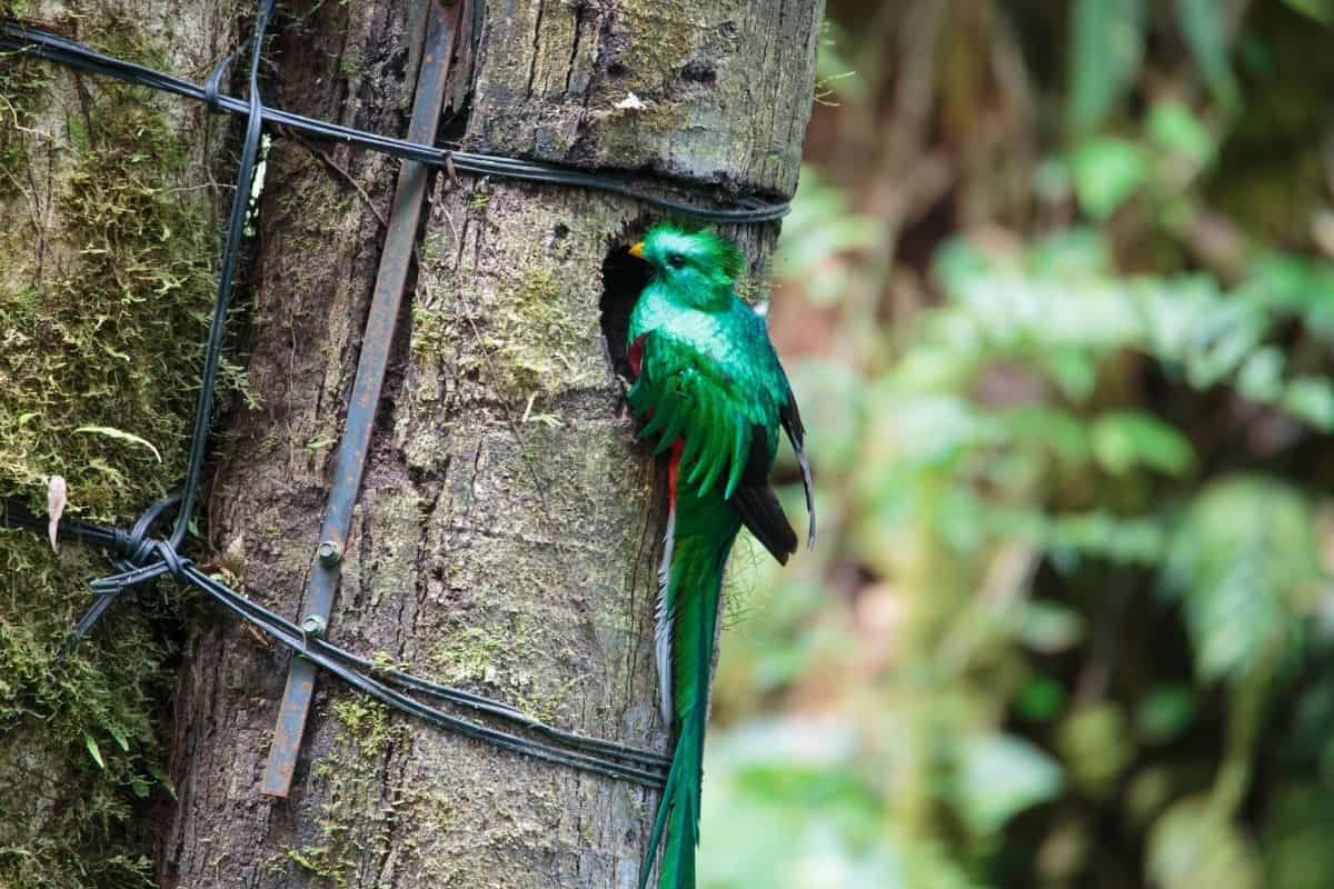 Resplendent quetzal perched at its nest hole, a bucket-list sighting for things to do in Monteverde, Costa Rica
