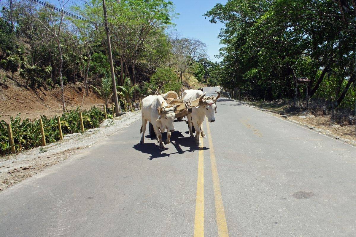 An oxcart crossing a paved road in Costa Rica, a reminder to watch for animals when getting around the country