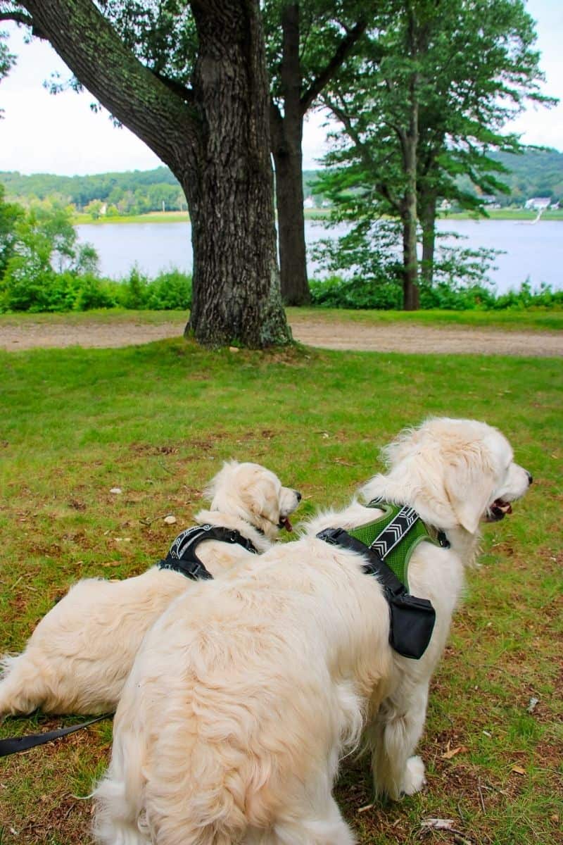 Two golden retrievers overlooking the Merrimack River at Maudslay State Park, a dog-friendly Newburyport MA spot