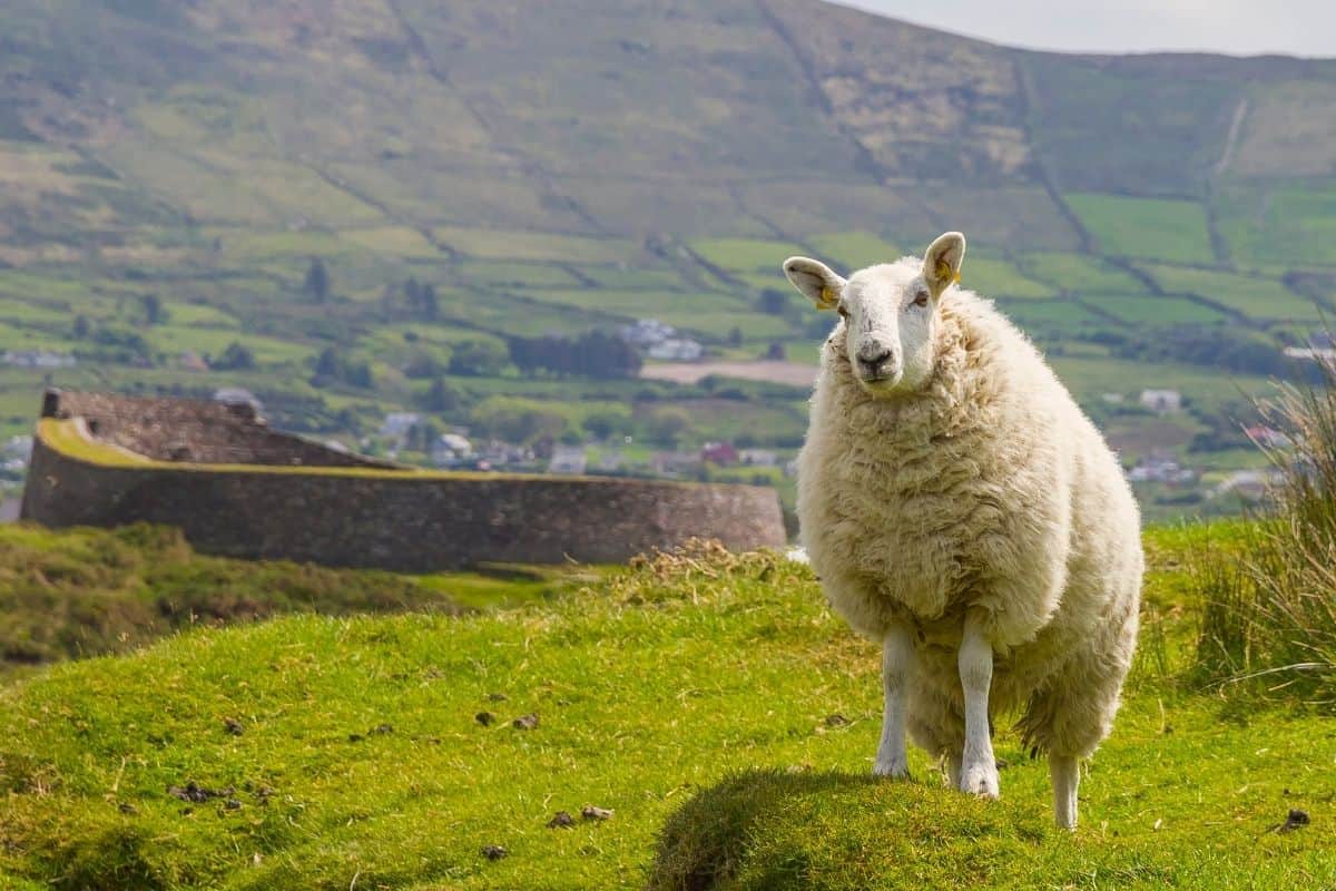 Curious sheep grazing near an old stone fort in County Kerry, Ireland