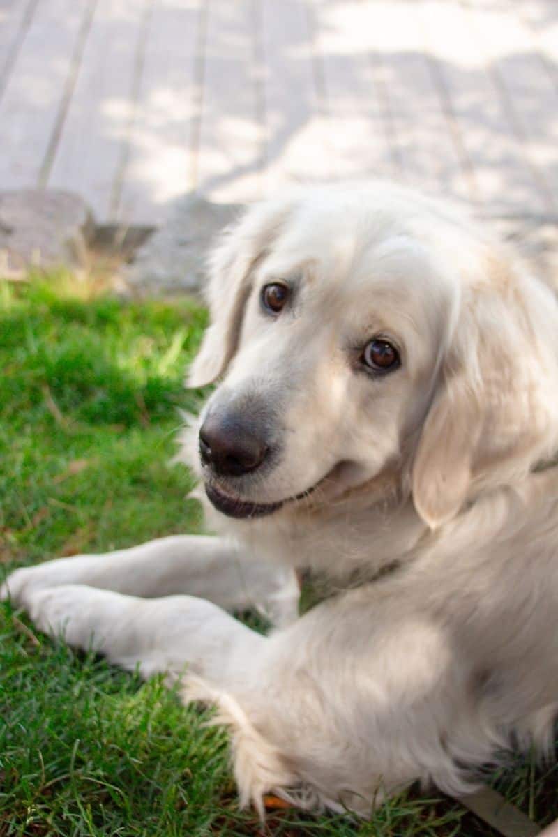 Close-up portrait of a golden retriever lying in the grass