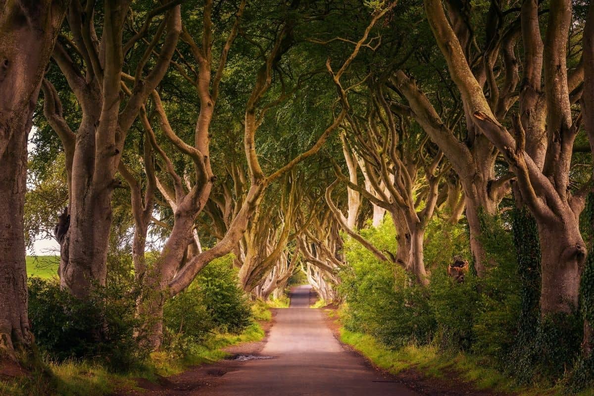 Dark Hedges beech tree tunnel road in Northern Ireland