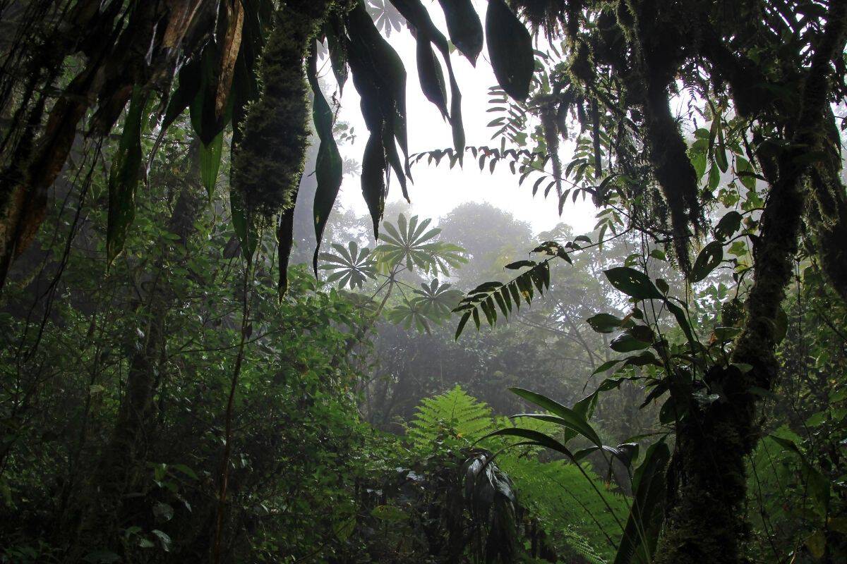 Misty cloud forest understory with ferns and moss-covered trees in Monteverde, Costa Rica