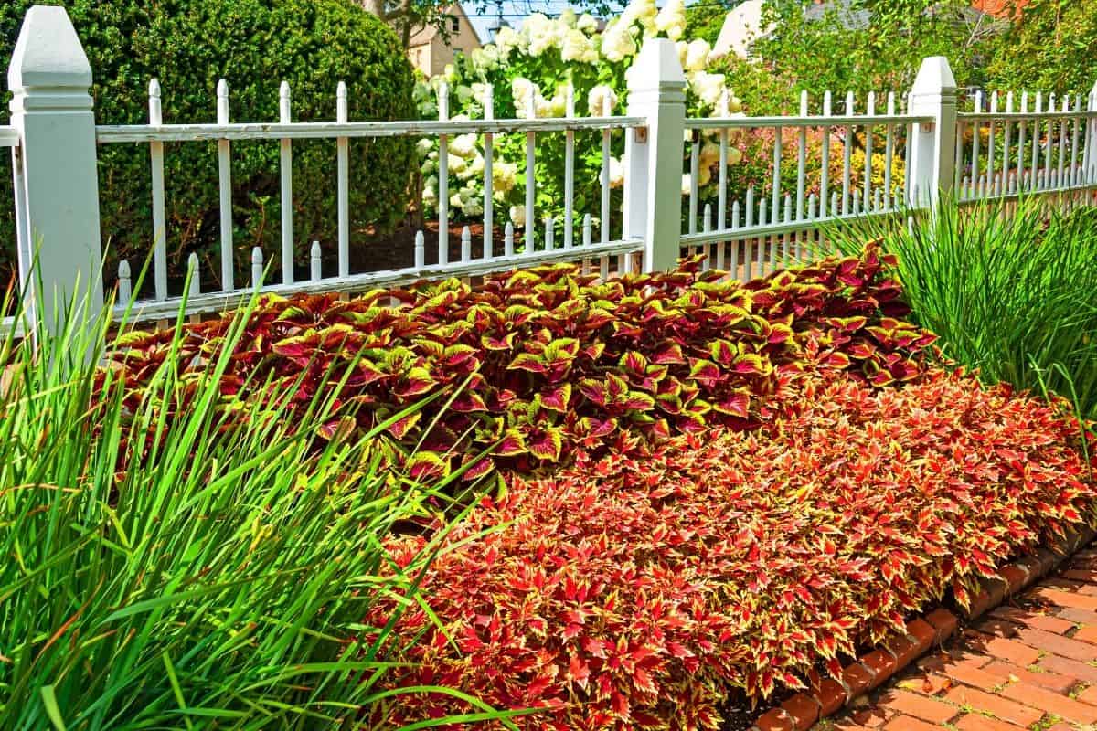 Coleus garden bed in Prescott Park in deep red and yellow along a white picket fence