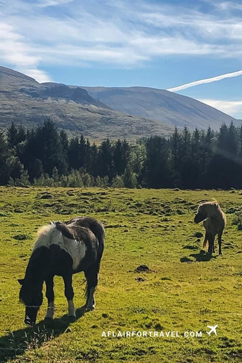 Two Icelandic horses grazing in a green pasture with mountains behind, first time trip to Europe memory