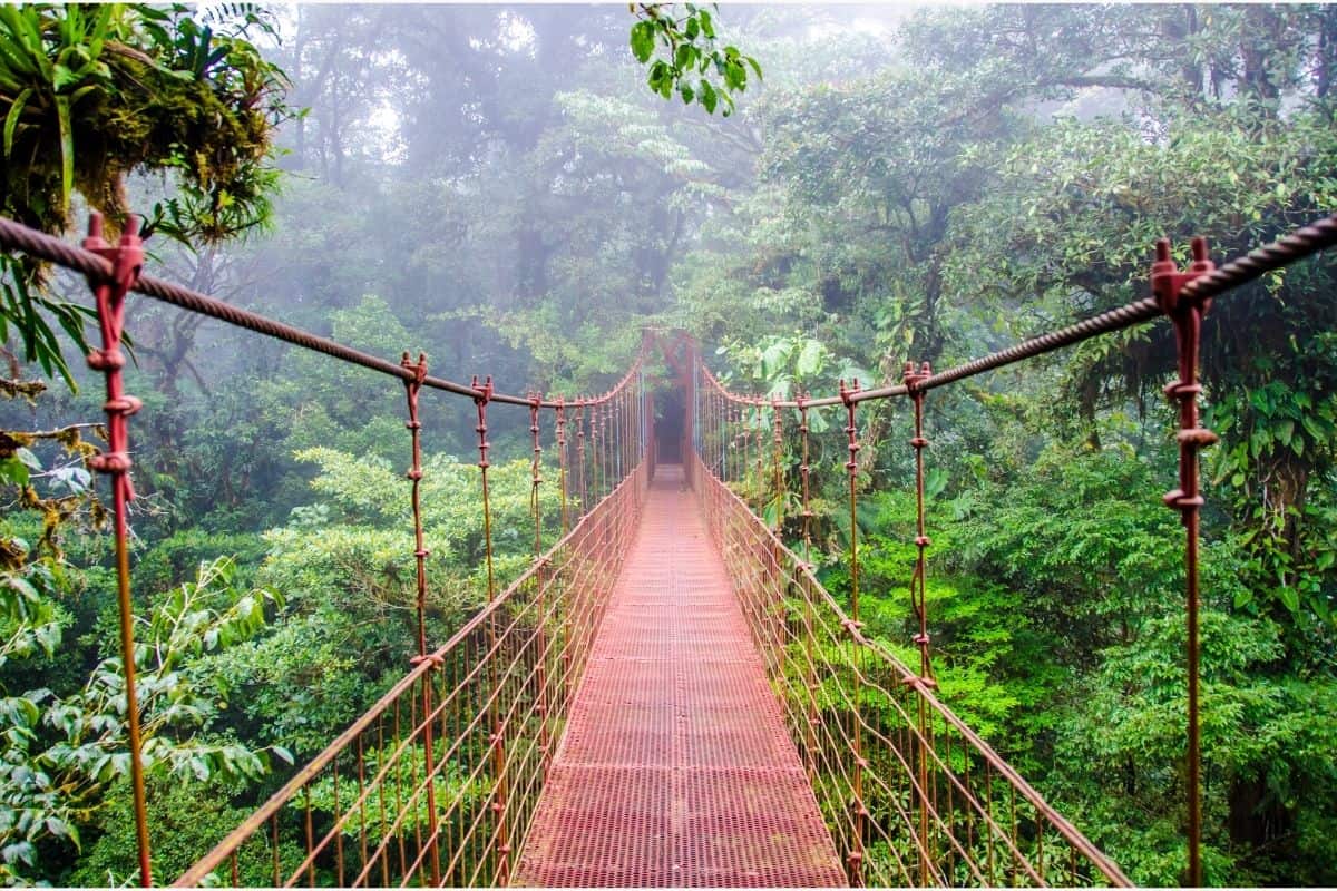 Rustic red suspension bridge stretching through the misty cloud forest canopy in Monteverde, Costa Rica