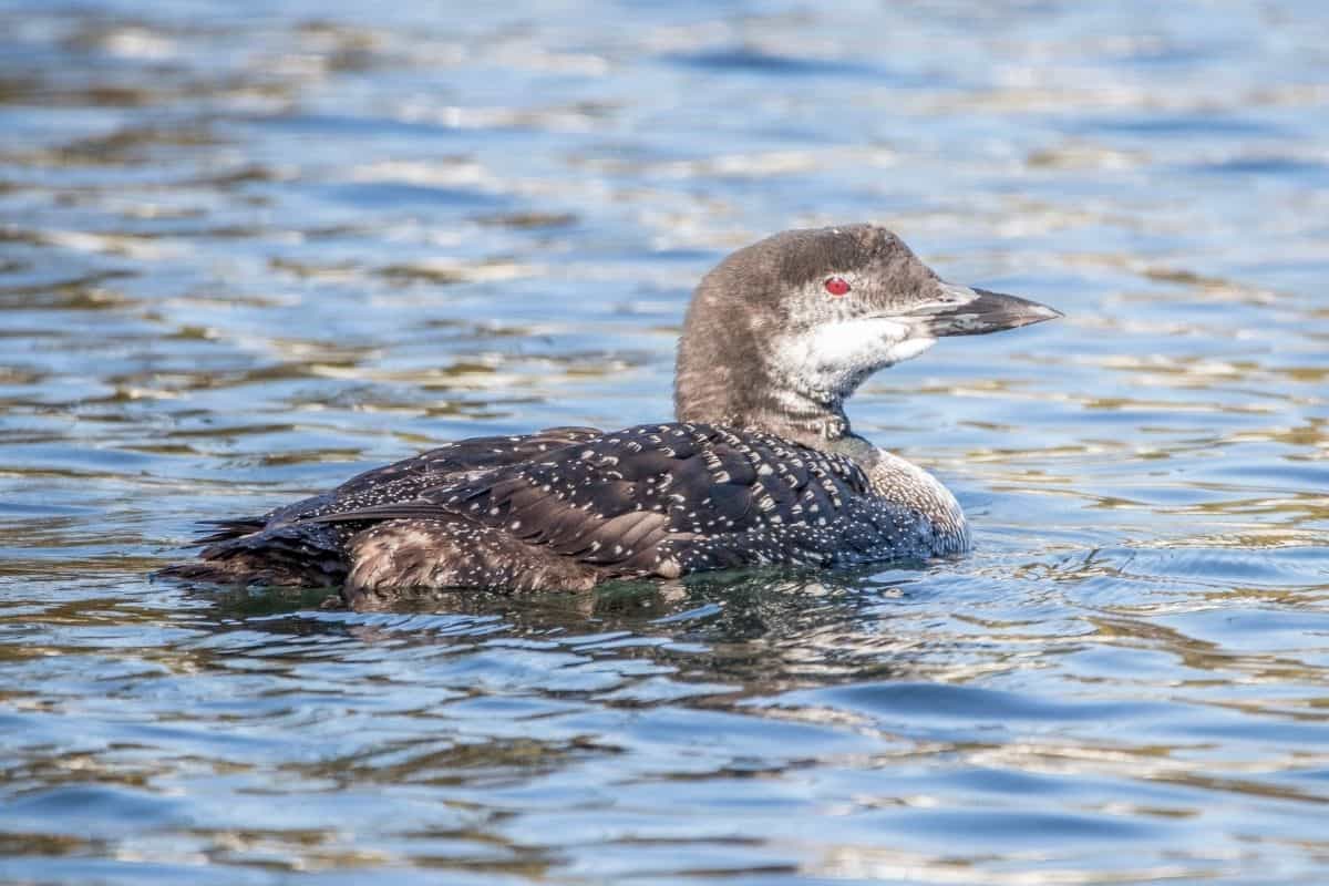 Common loon with red eyes swimming on a calm New Hampshire lake