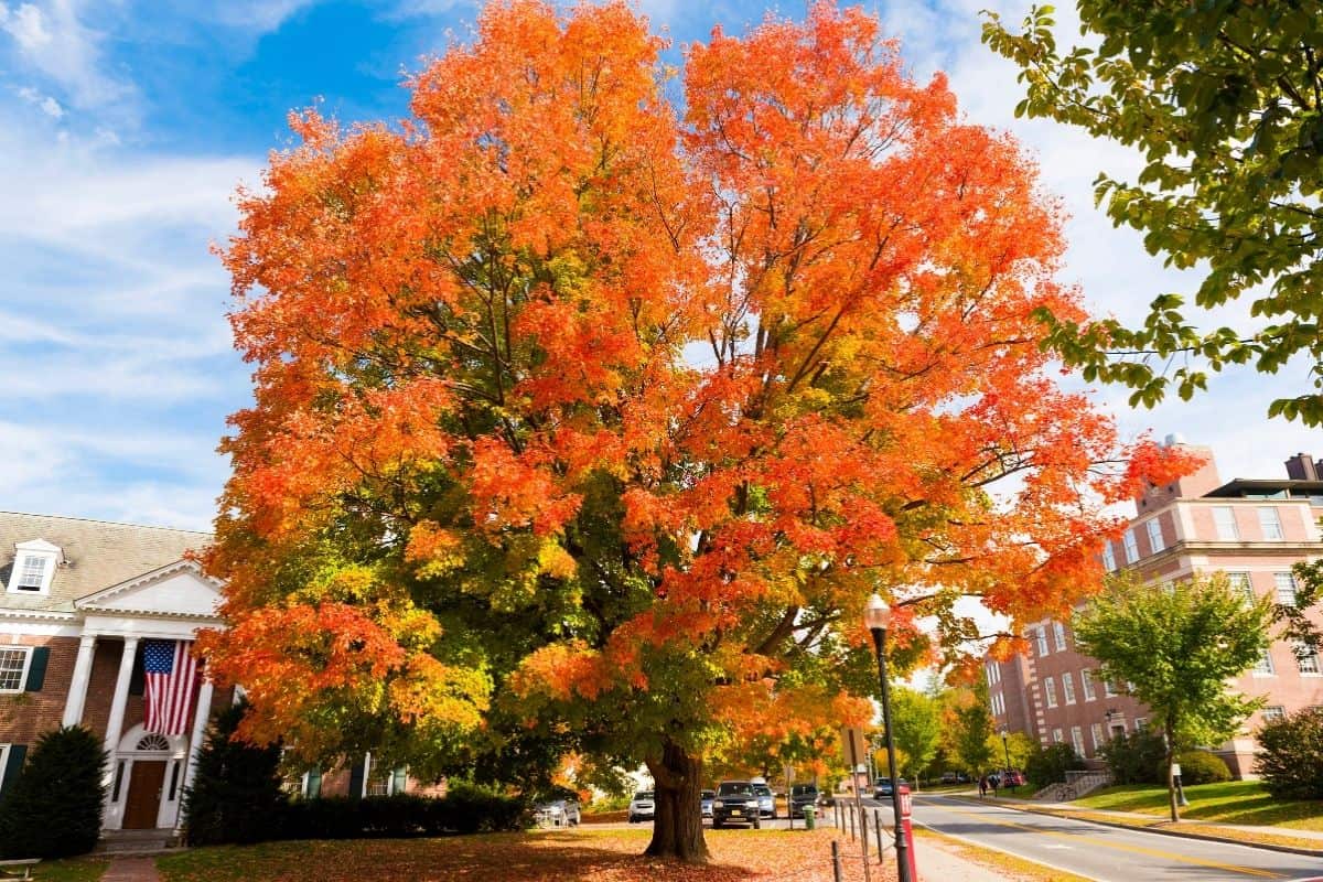 Bright orange maple tree in Hanover, New Hampshire in full color on a college campus street