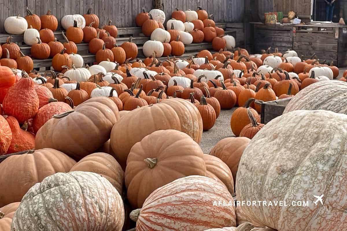 Rows of orange and white pumpkins piled at a farm stand