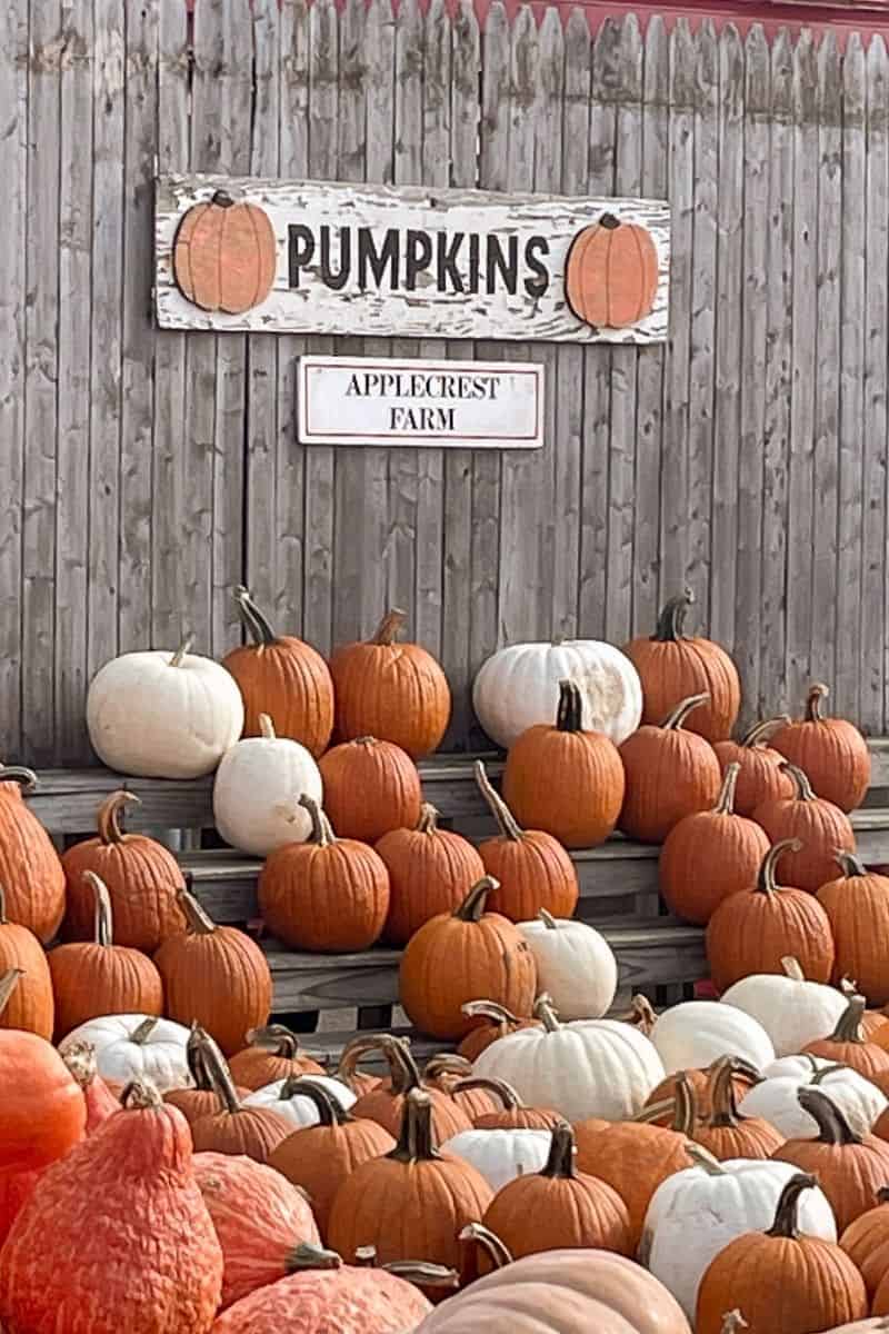 Pumpkin display at Applecrest Farm's stand, with orange and white varieties stacked by a hand-painted sign